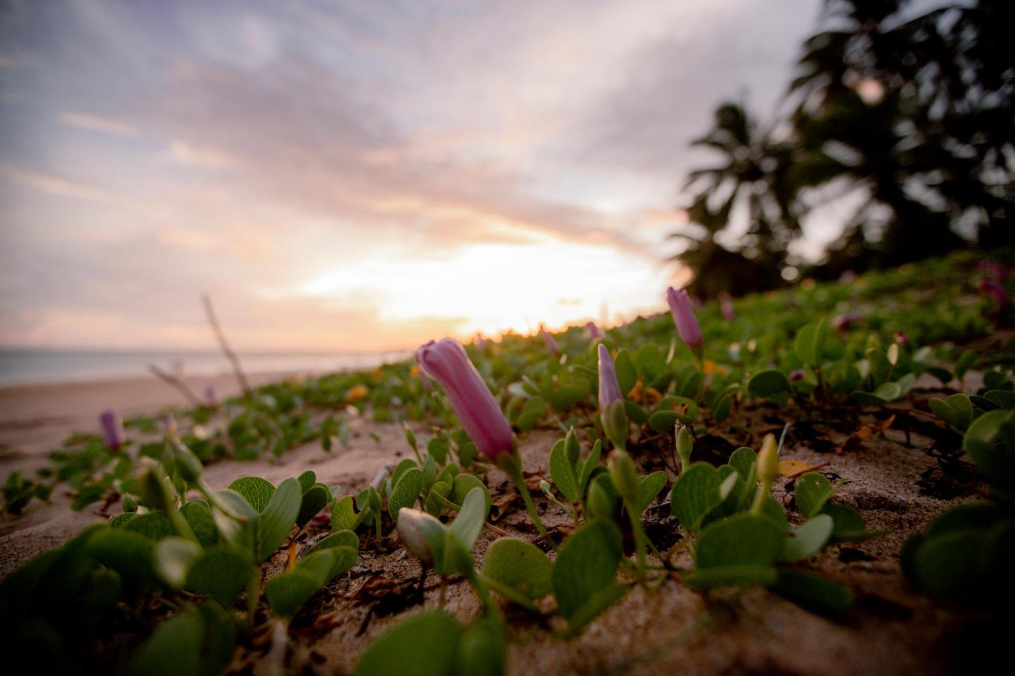 Helios Beach Resort แทนกาลเล ภายนอก รูปภาพ